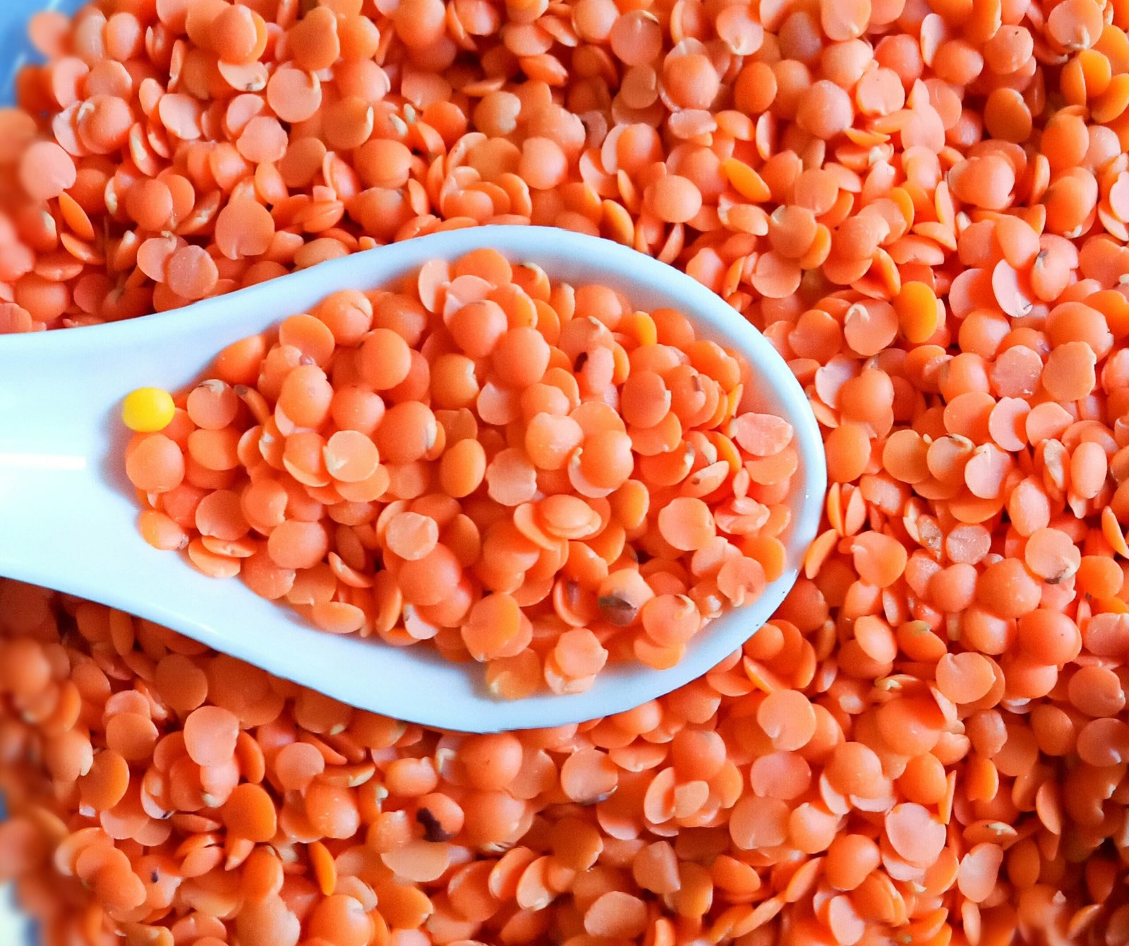 A spoon full of red lentils in a blue bowl